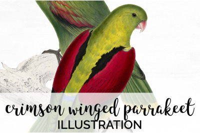 Parrot Parakeet Clipart