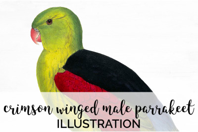 Parrot Parakeet Clipart