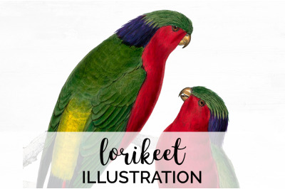 Parrot Lorikeet Clipart