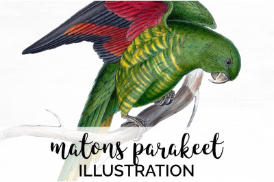 Parrot Parakeet Clipart