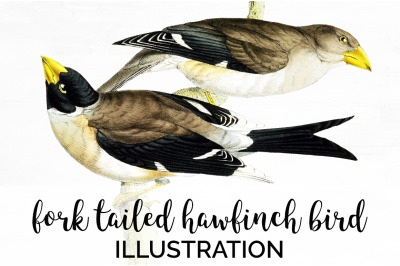 Bird Clipart