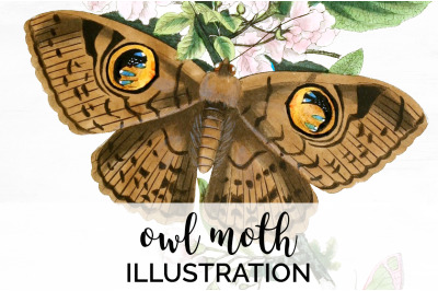 Butterflies Clipart Moth