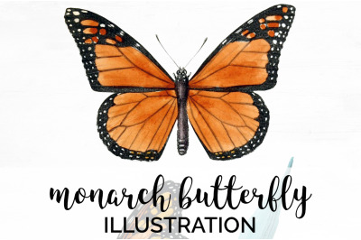 Monarch Butterflies Clipart