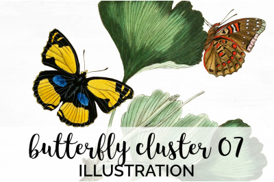 Butterflies Clipart