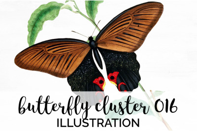 Butterflies Clipart