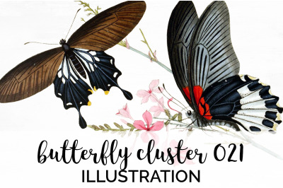 Butterflies Clipart