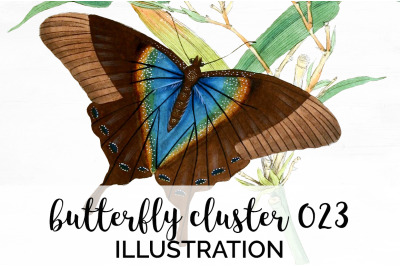 Butterflies Clipart