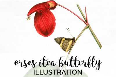 Butterfly Clipart