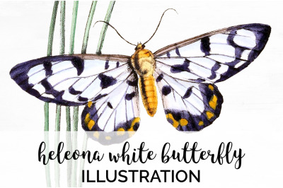 Butterfly Clipart