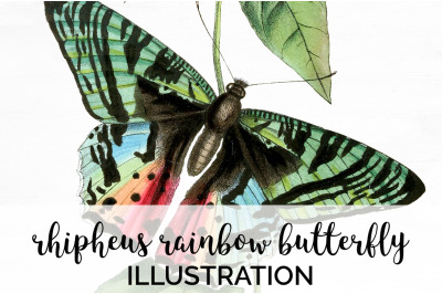 Butterfly Clipart