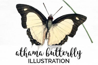 Butterfly Clipart