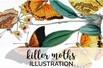 Butterfly Clipart Moths