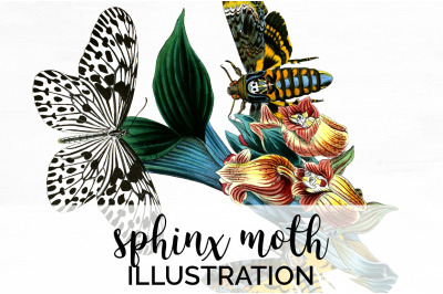 Butterfly Clipart Moth