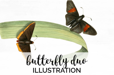 Butterfly Clipart