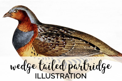 Bird Clipart Partridge