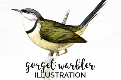 Warbler Bird Clipart