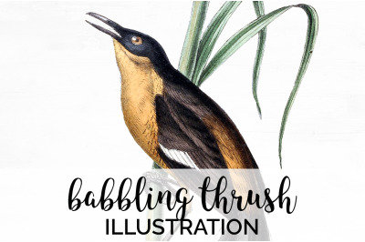 Thrush Bird Clipart