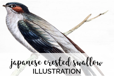 Swallow Bird Clipart