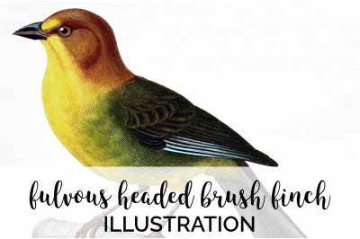 Finch Bird Clipart