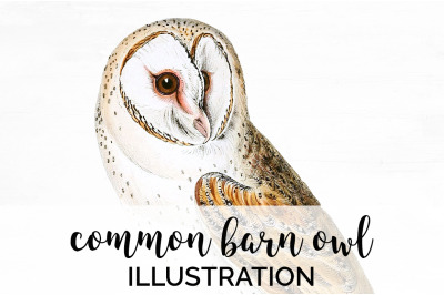 Owl Clipart