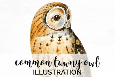 Owl Clipart