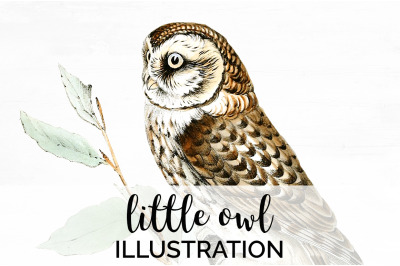 Owl Clipart