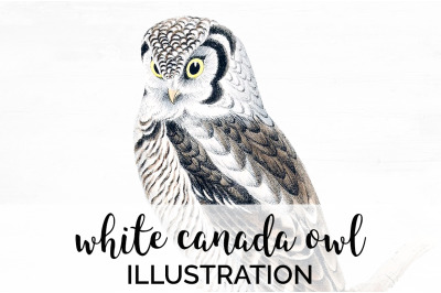 Owl Clipart