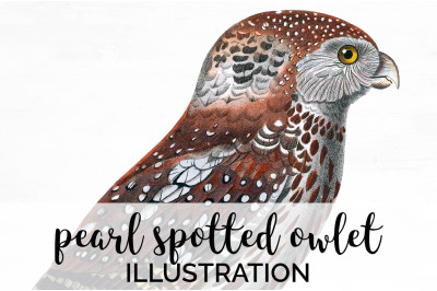 Owl Clipart