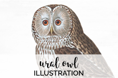 Owl Clipart