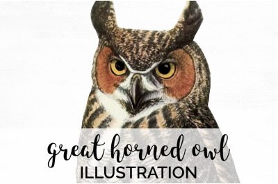 Owl Clipart