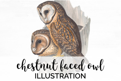 Owl Clipart