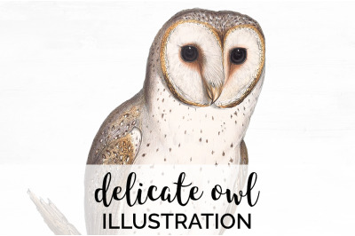 Owl Clipart