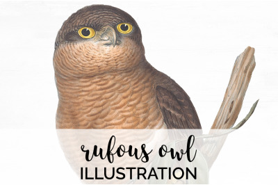 Owl Clipart