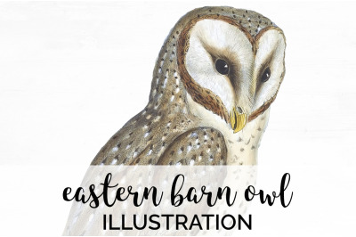 Owl Clipart