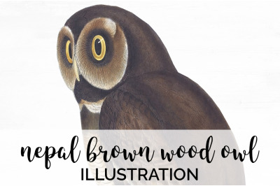 Owl Clipart