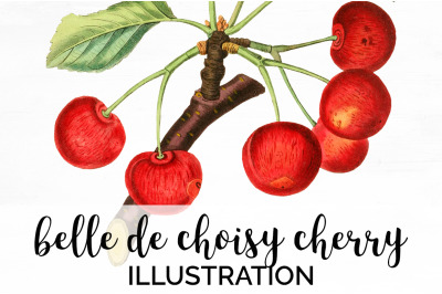 Cherry Fruit Clipart Cherries