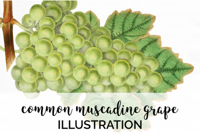 Grapes Fruit Clipart