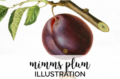 Plum Fruit Clipart