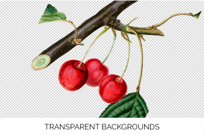 Cherry Fruit Clipart