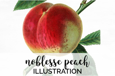 Peach Fruit Clipart