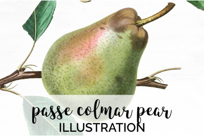 Pear Fruit Clipart