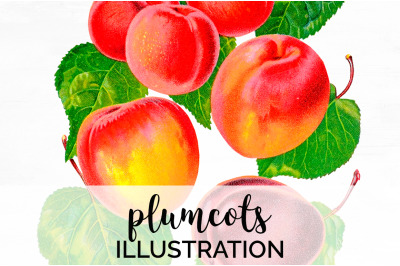 Plumcots Fruit Clipart