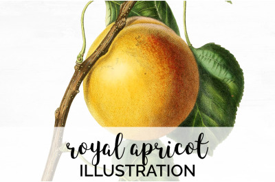 Apricot Fruit Clipart