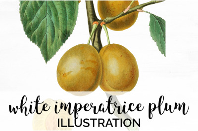 Plum Clipart Fruit