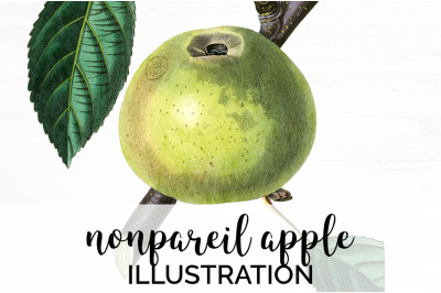 Apple Fruit Clipart