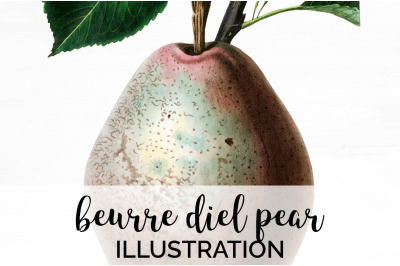 Pear Fruit Clipart