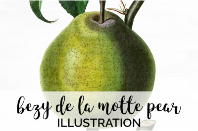 Pear Fruit Clipart