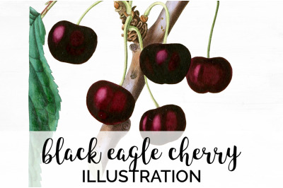 Cherry Fruit Clipart