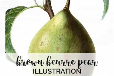 Pear Fruit Clipart