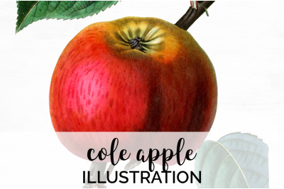 Apple Fruit Clipart